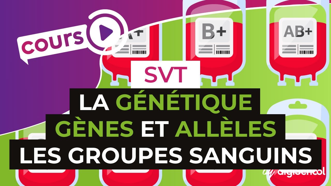 La génétique : Gènes et allèles, l'exemple des groupes sanguins - SVT - digiSchool