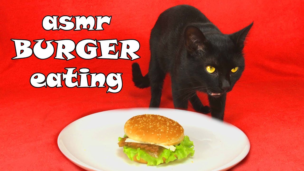 My black cat eating CAT BURGER asmr