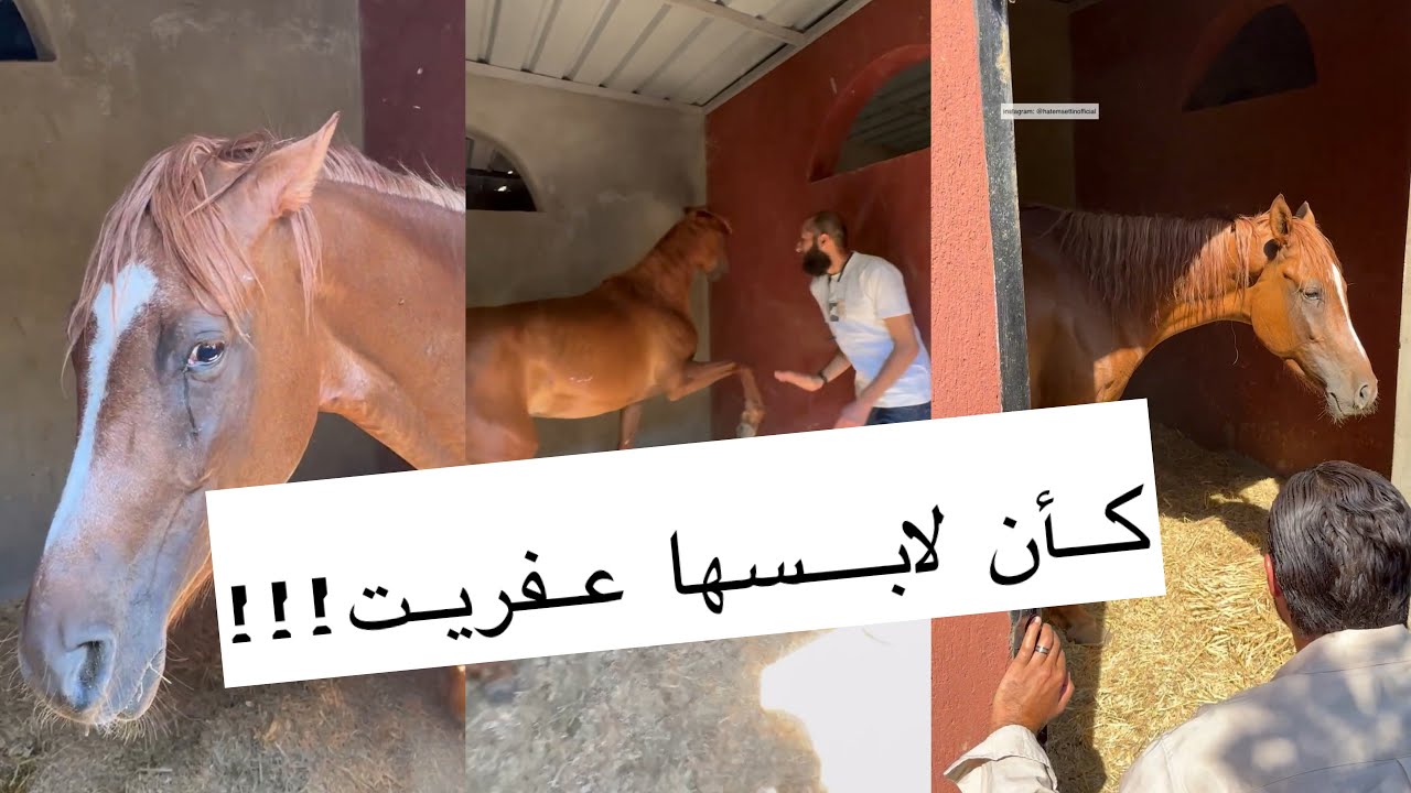 كأن لابسها عفريت.. الفرس روبى بتصوت وتهجم لو حد دخل عليها البوكس.. تحدى جديد