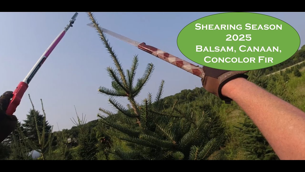 Shearing Balsam, Canaan, and Concolor Christmas Trees | Techniques & Tips from the Field