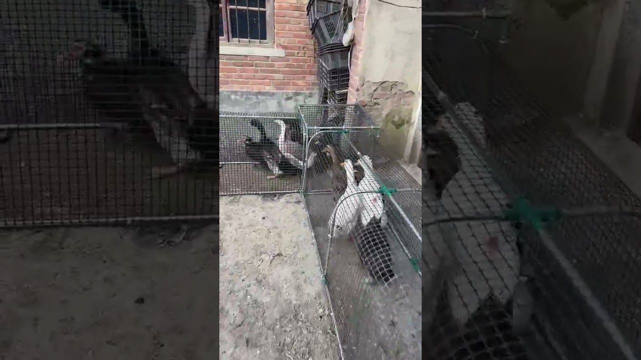 Funny Chicken Tunnel Run &ndash; Chicken Racing Through Backyard Coop Tunnel🐓🐔🦢