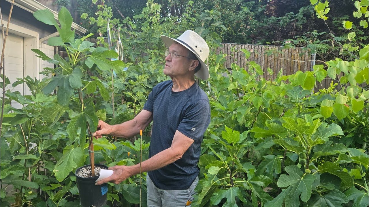 Interview with Bob, a local fig collector!