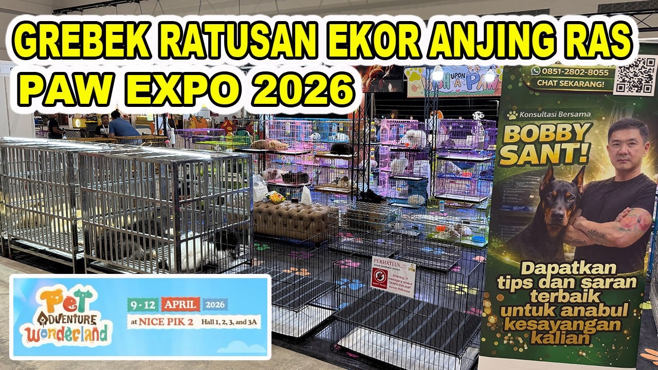 Grebek Jual Ratusan Anjing Ras Di Paw Expo 2026