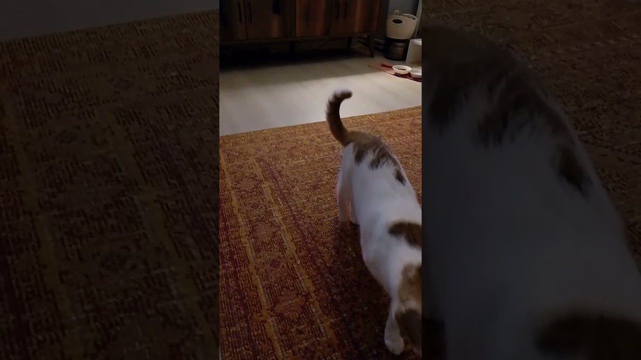 🐱EVİMİZE🐱KİM🐱GELMİŞ🐱HELLO FROM ISTANBUL  HELLO FROM ISTANBUL! OUR CAT (BADEM) 🐱 HAS A FRIEND (ŞEKER)