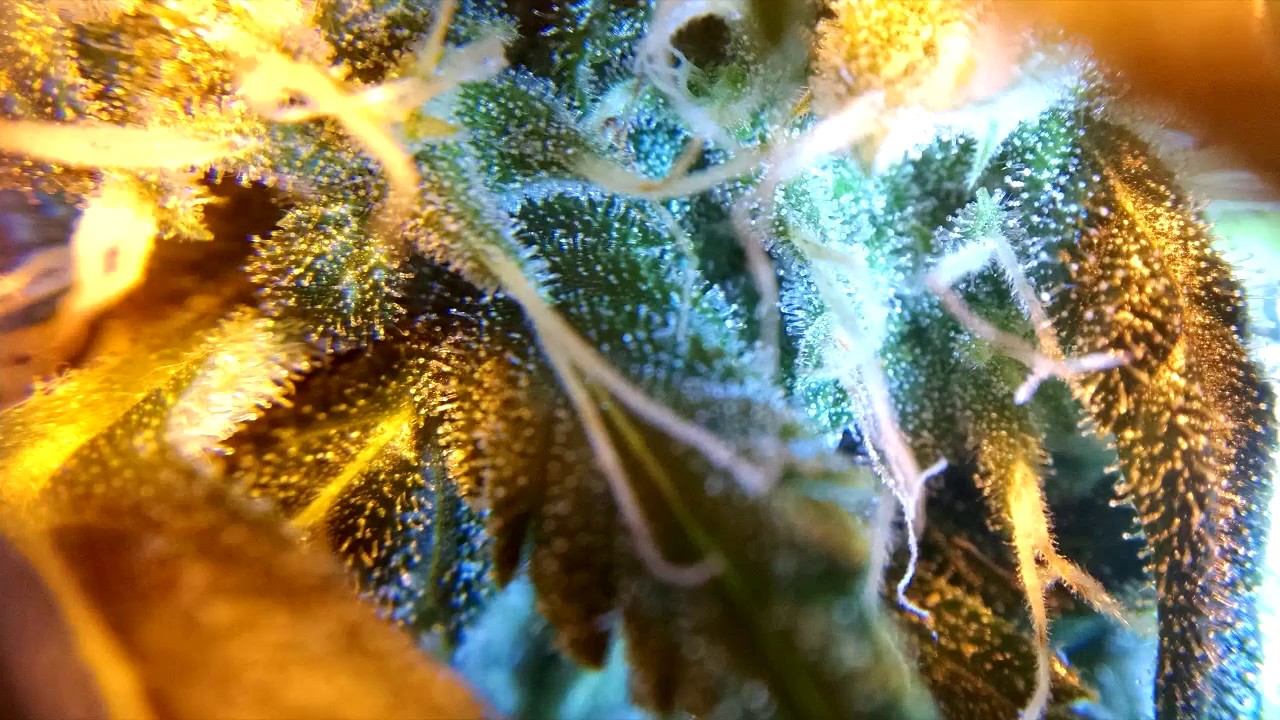 Pyramid seeds auto Anubis, time lapse video + photo grow report / SCROG FAIL / NITROGEN OVERDOSE