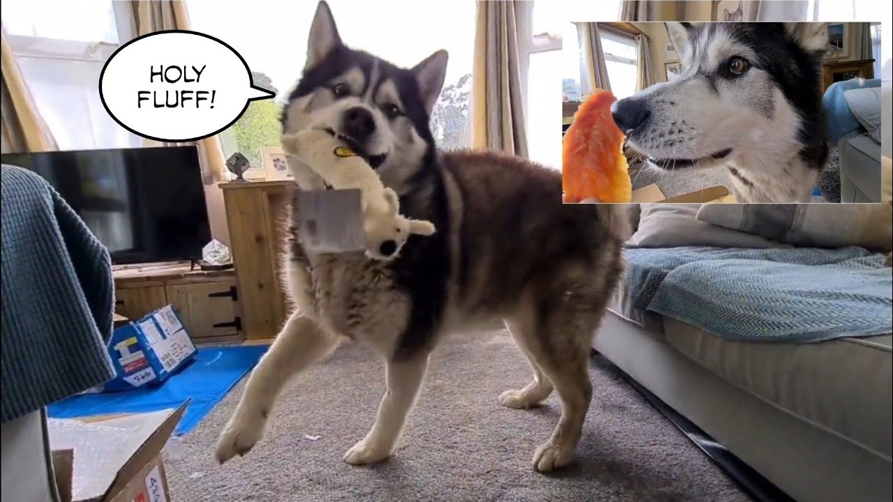 Husky goes Bonkers over whole box of CHICKEN!