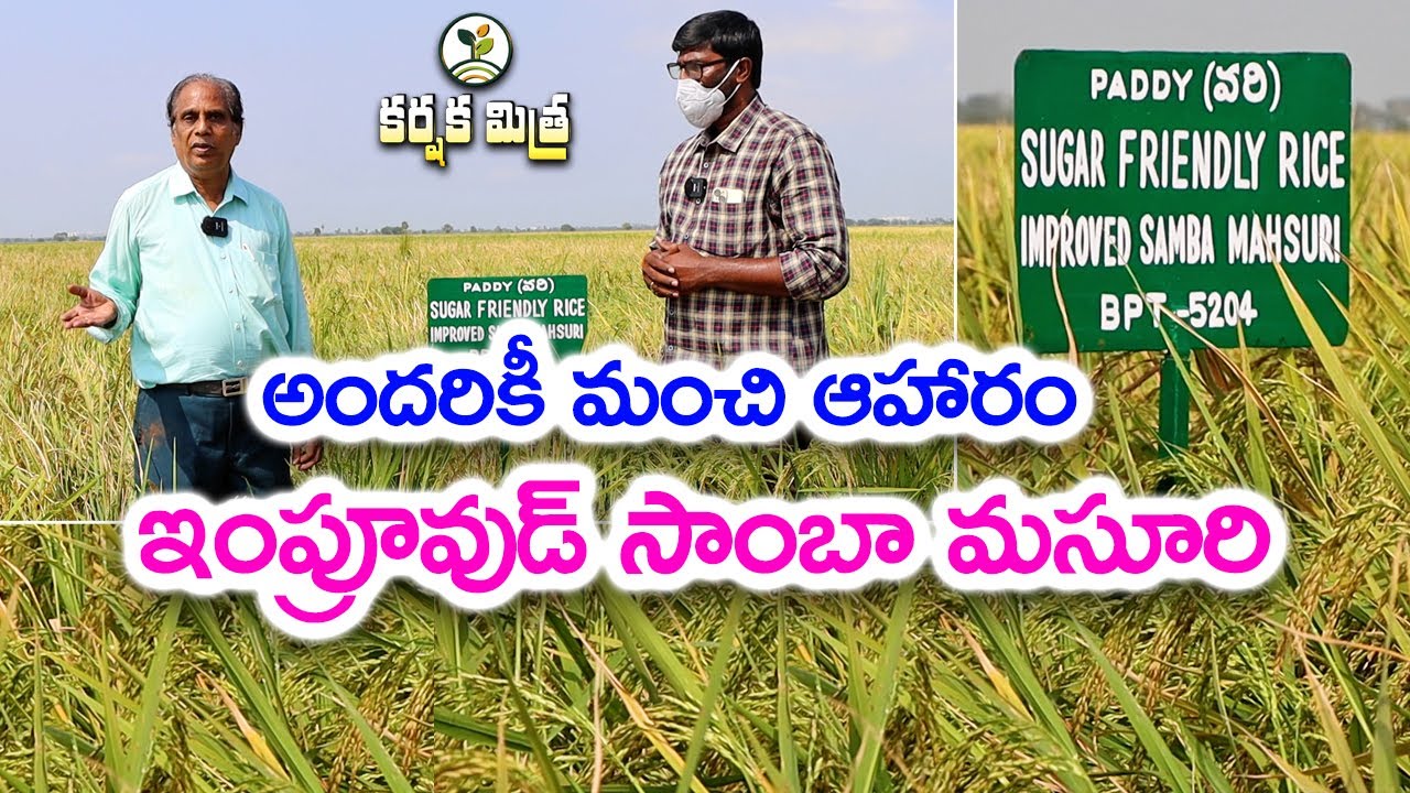 ఇంప్రూవుడ్ సాంబా మసూరి రకంతో నూతనోత్సాహం| Sugar Friendly Rice Improved Samba Mahsuri |Karshaka Mitra