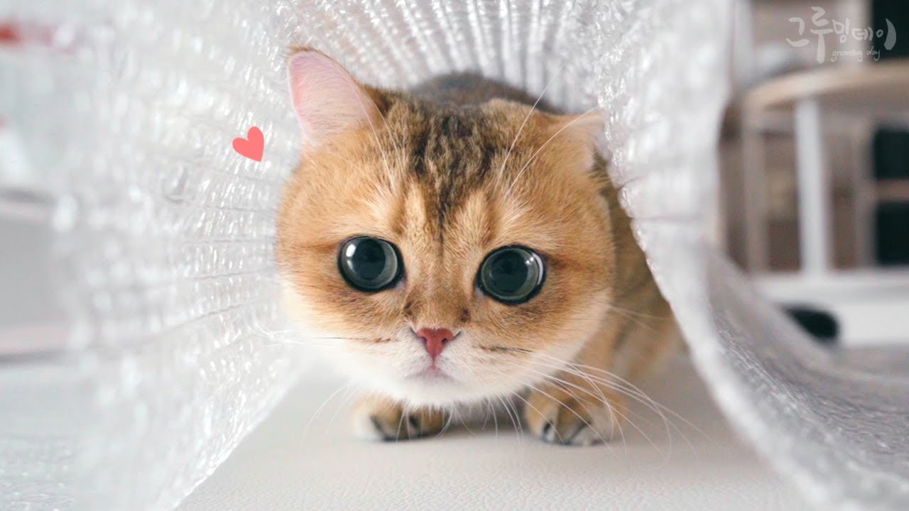 뽁뽁이 다 터트리고 다니는 귀여운 고양이