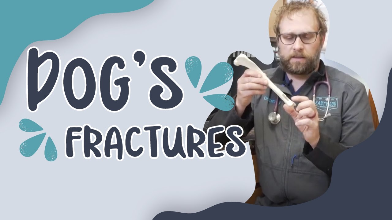 Understanding Tibia Dog Fracture