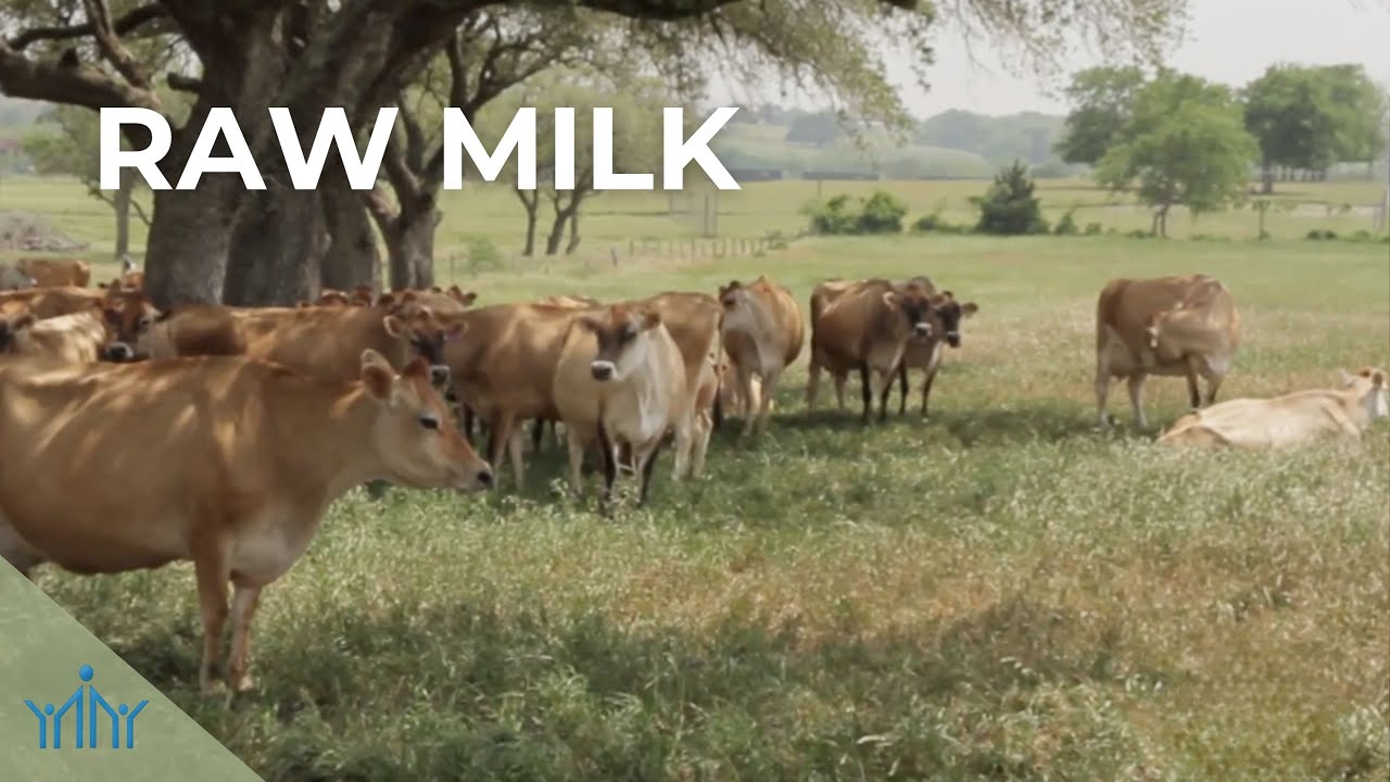 Raw Milk and Why it's the Healthier Choice | Wiseman Health