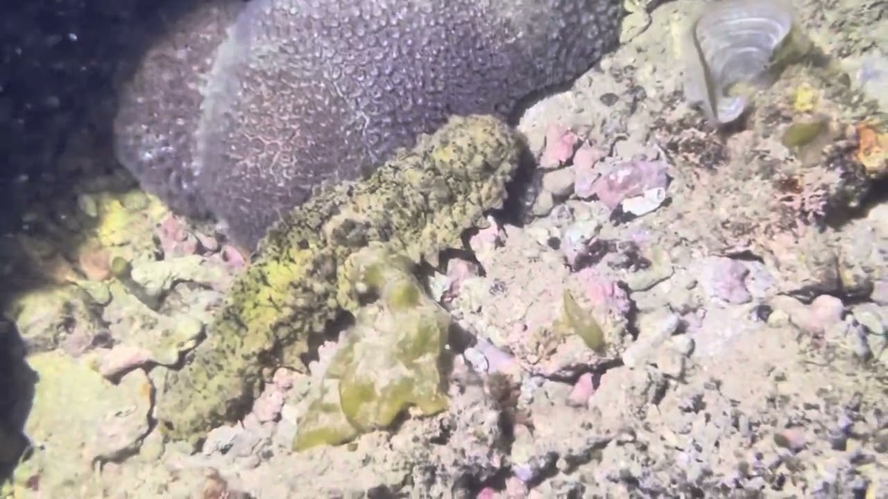 Stichopus horrens (Aspidochirotida, Holothuroidea), a kind of sea cucumber, seeked food in night