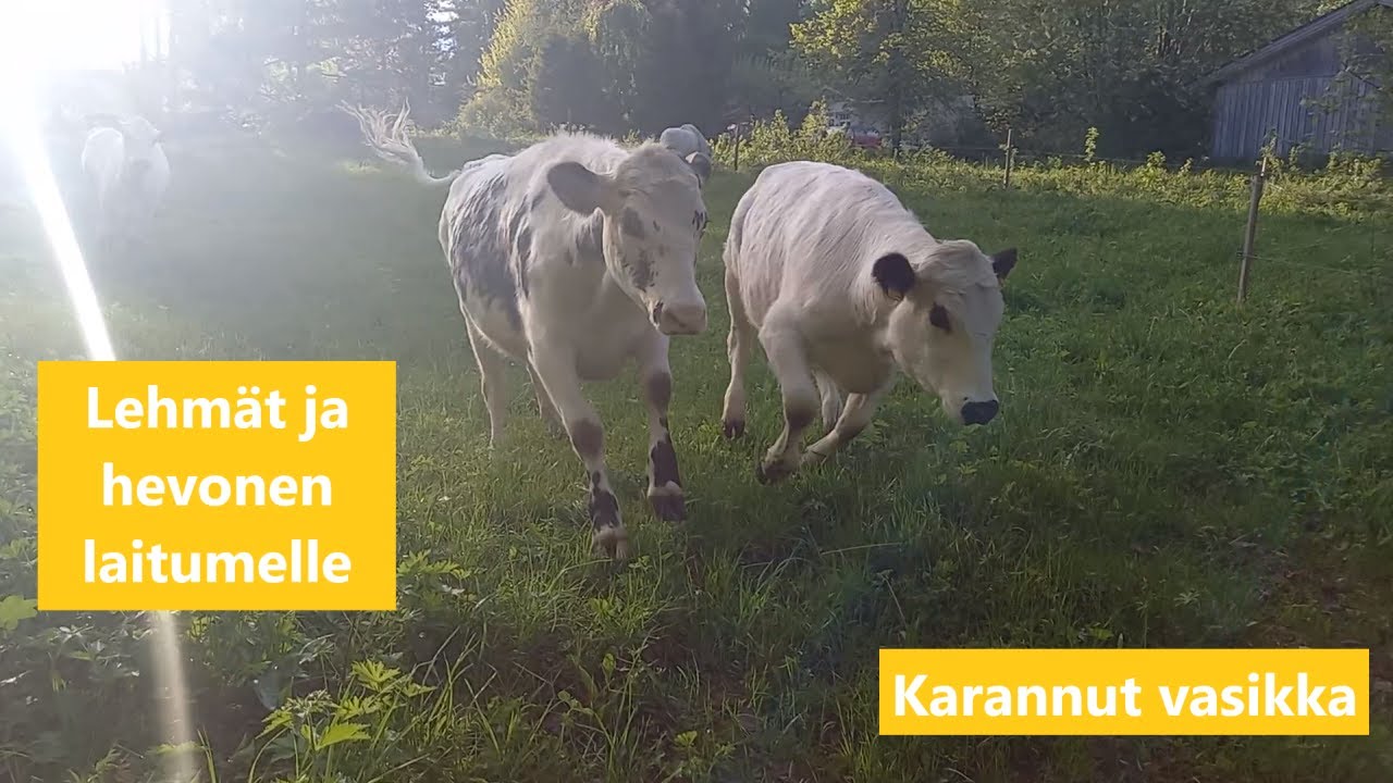 Laitumelle lasku!