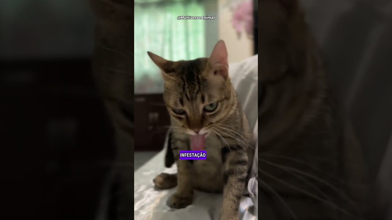 3 cuidados que todo gateiro deveria ter com seus gatos. #gatos #gateiros #gateiras