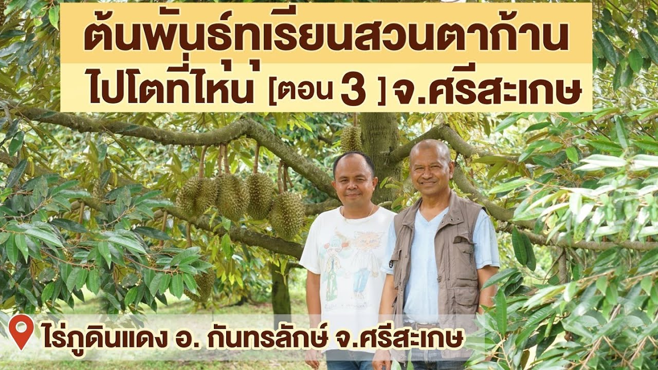 สวนตาก้าน ('66) ต้นพันธุ์จากสวนตาก้าน...ไปโตที่ไหน ? |  ตอน 3 ศรีสะเกษ