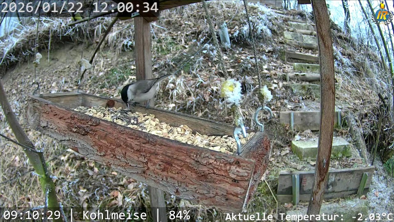 Bird Feeder Live in Switzerland