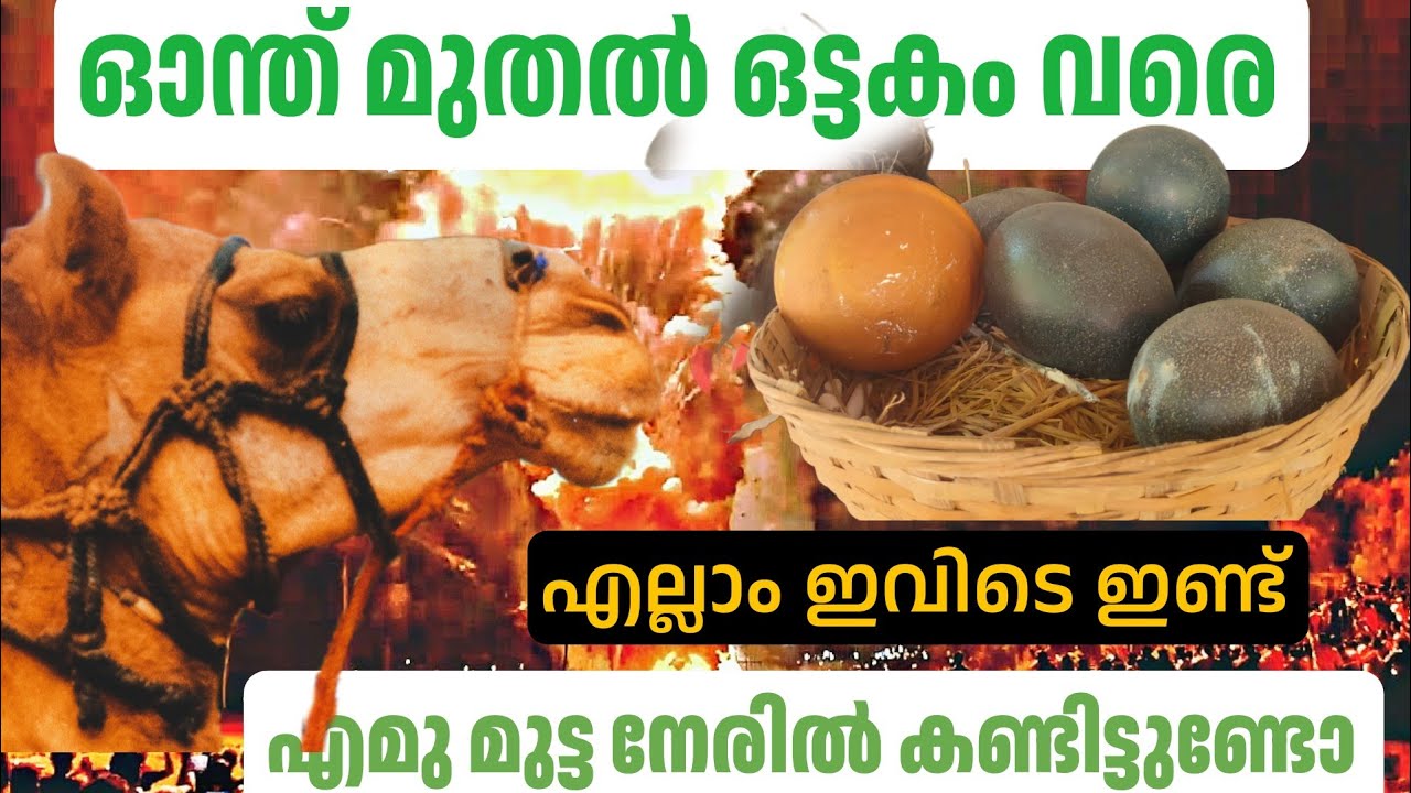 ഇതൊക്കെ ശെരിക്കും നമ്മുടെ നാട്ടിൽ ഉള്ളത് ആണോ | Pets park Nemmara | Camel | Njn sanjary