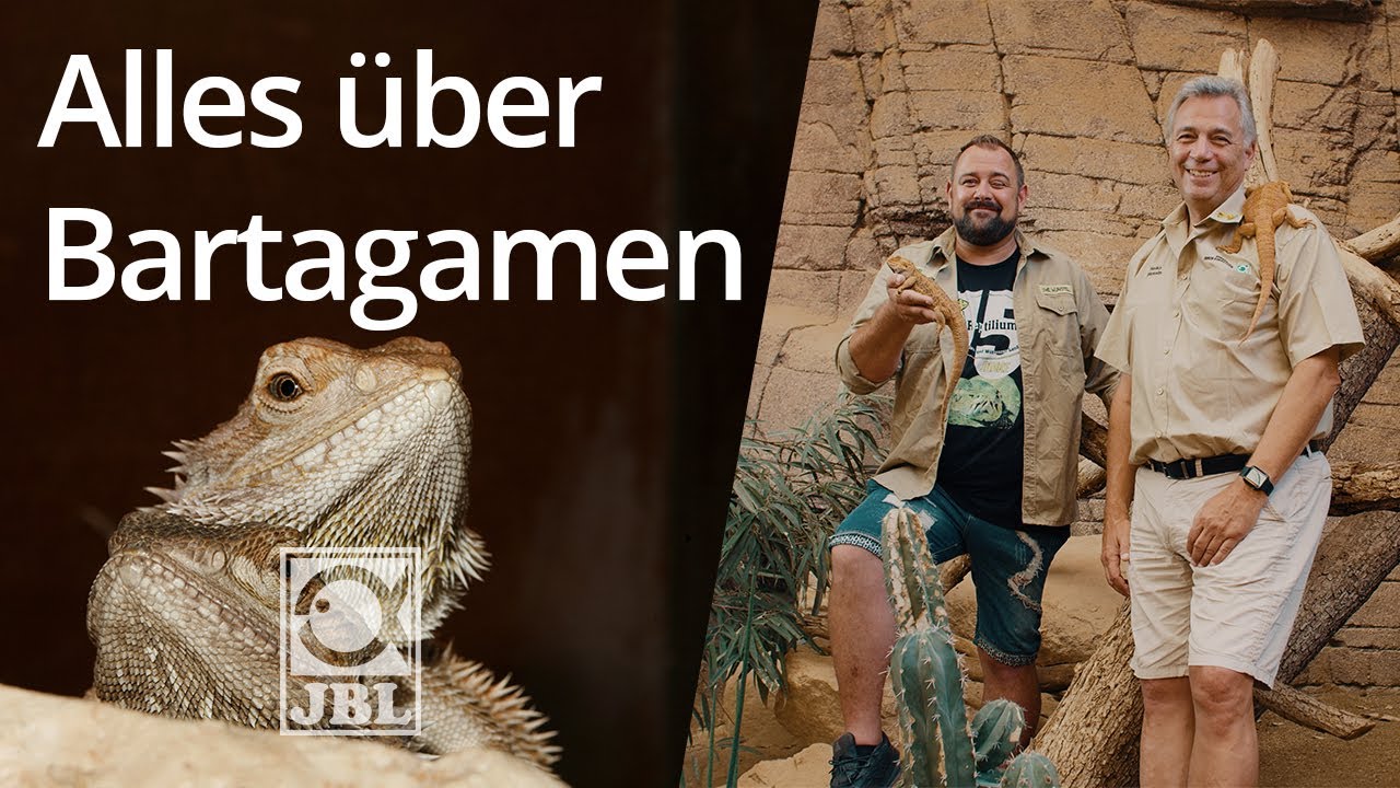 JBL TV #79 Bartagamen im Terrarium I Steckbrief