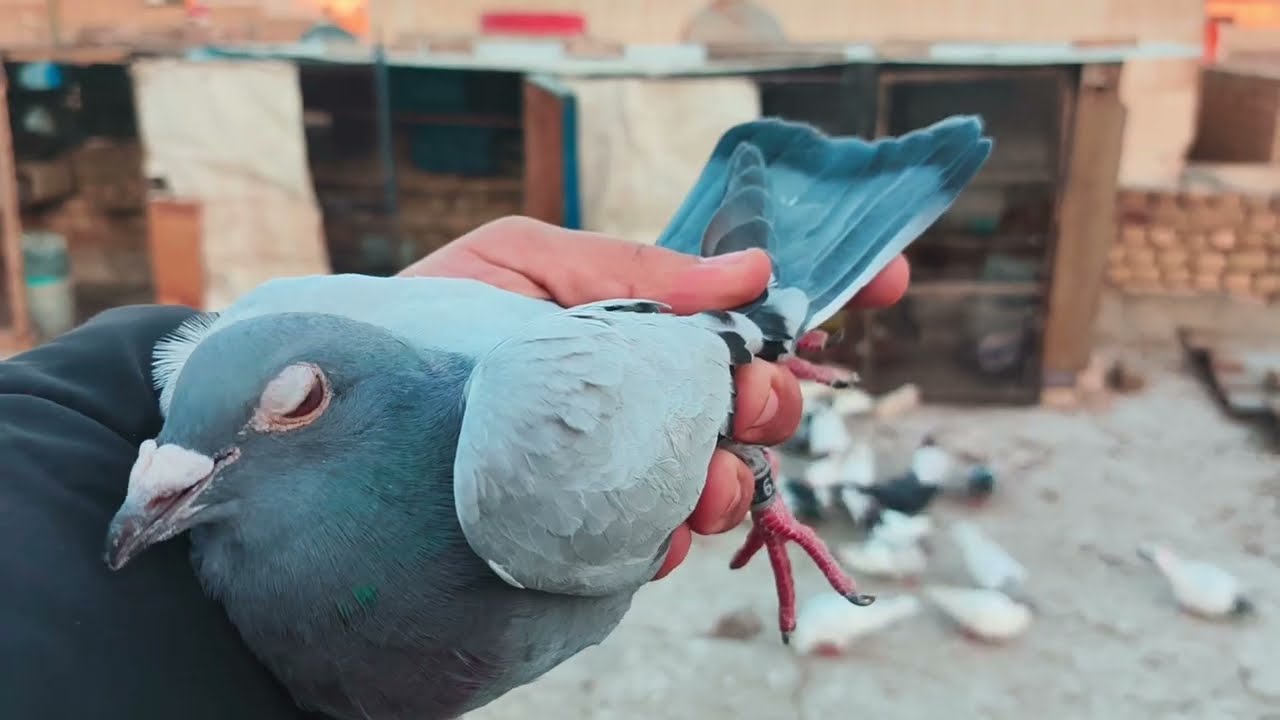 صيد اليوم واحد🕊اسويت خانات من صناديك الطيور 🕊🕊