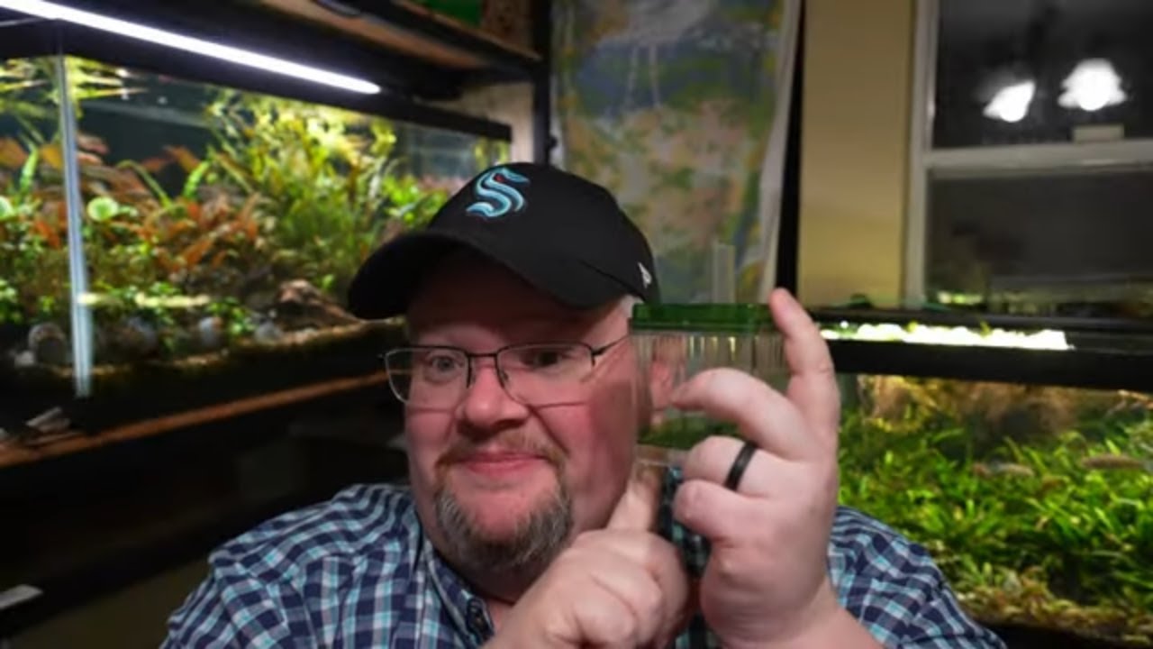 King of water clarity? Why the Box Filter is a secret weapon for your aquarium!