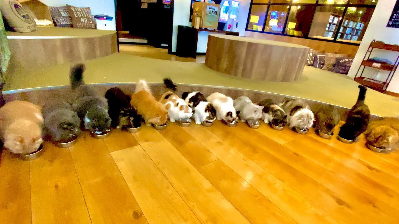 24 CATS BREAKFAST (Aug 2022) Relax Cat Cafe Tokyo Japan