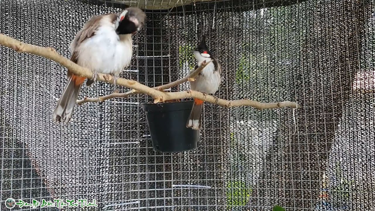 Dùng Bẫy Đa Năng Tự Động Bẫy Đôi Chào Mào Ghép Sinh Sản