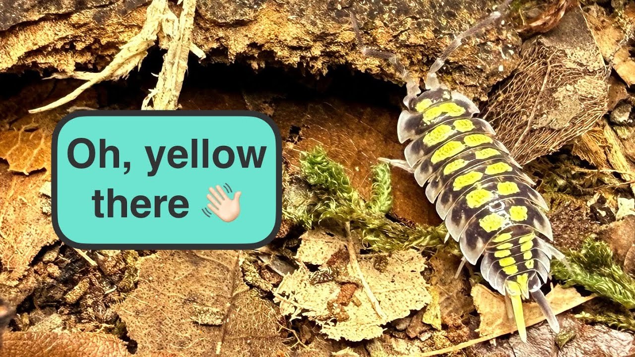 Let's dive into the Porcellio Haasi High Yellow Isopod