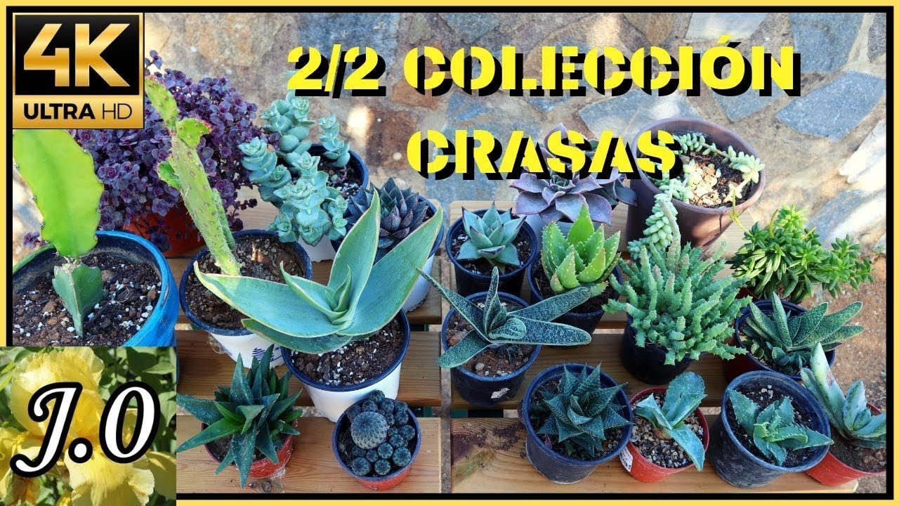 🌵 Colección DE 19 suculentas [2º PARTE] | + Nombres de especies