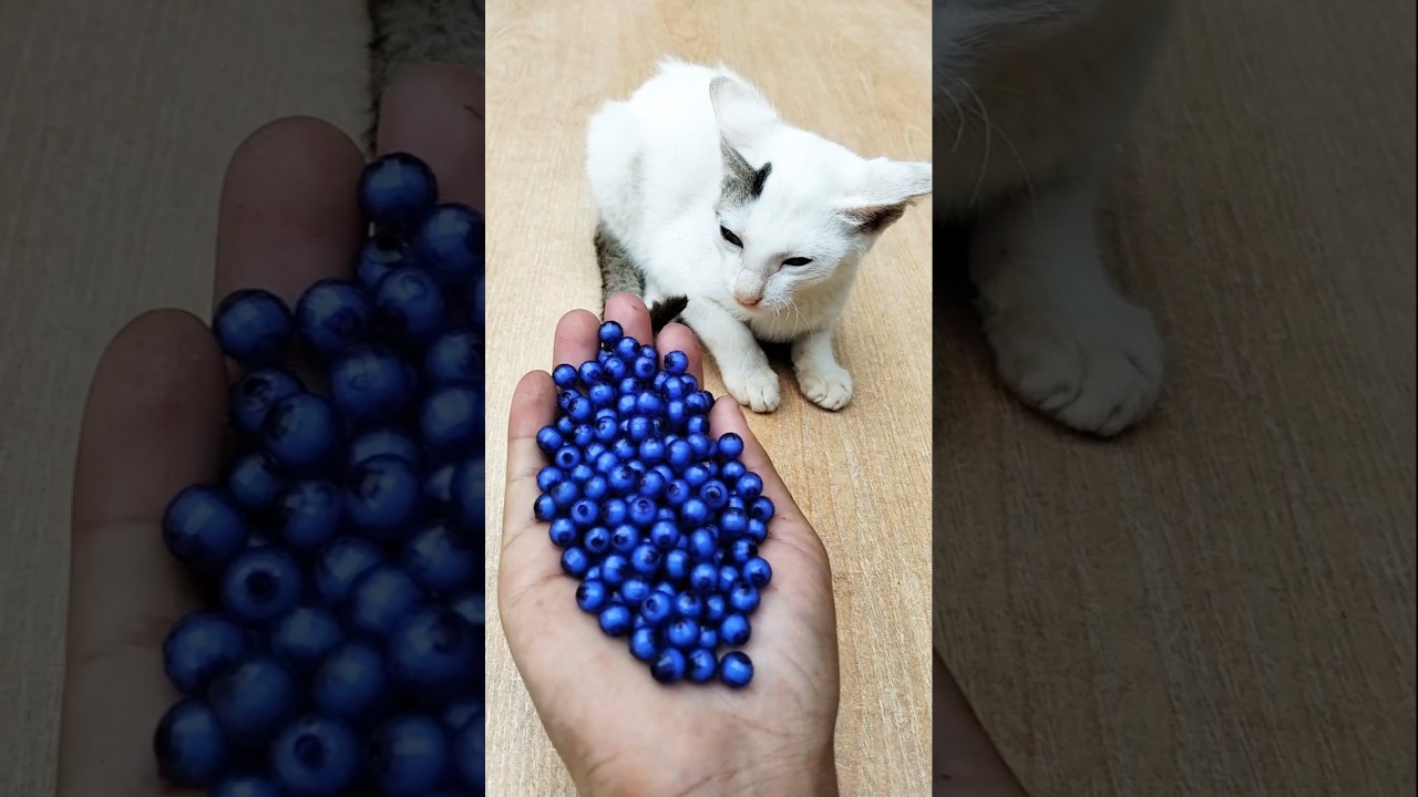 😺 Cat ASMR Reverse Beads Fun 🧶#shorts #cat #beads #asmrshorts #satisfyingvideo