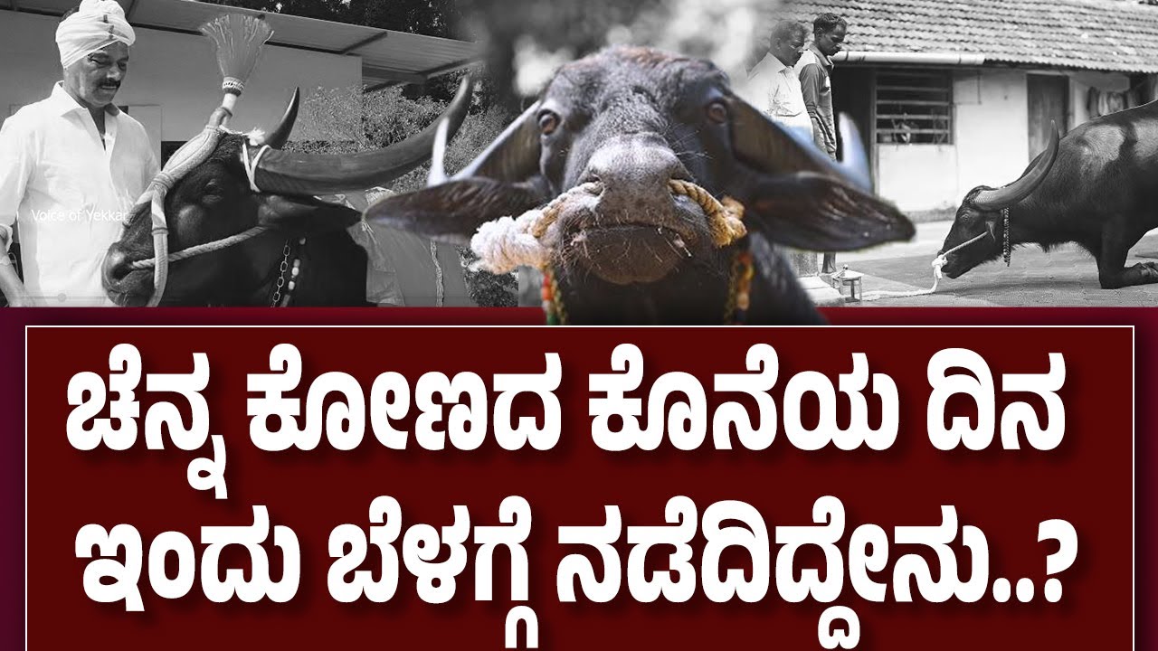 ಕಂಬಳದಲ್ಲಿ ಸರಣಿ ಶ್ರೇಷ್ಠ ಚಿನ್ನ ಗೆದ್ದ 'ಚೆನ್ನ' ಕೋಣ ಇನ್ನಿಲ್ಲ : ಕಡೆಯ ದಿನಗಳು ಹೇಗಿತ್ತು..?