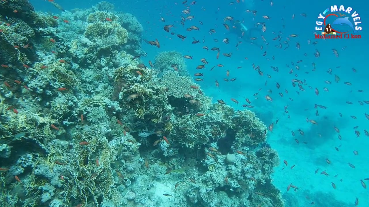 New year 2022 Red Sea. Новый год 2022 Красное море. Capodanno 2022 Mar Rosso.