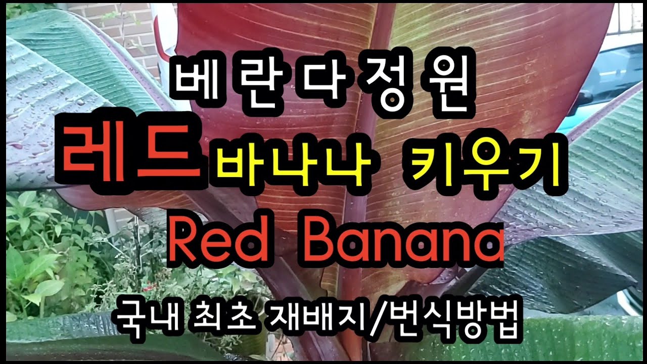 레드바나나 키우기,바나나번식과효능
