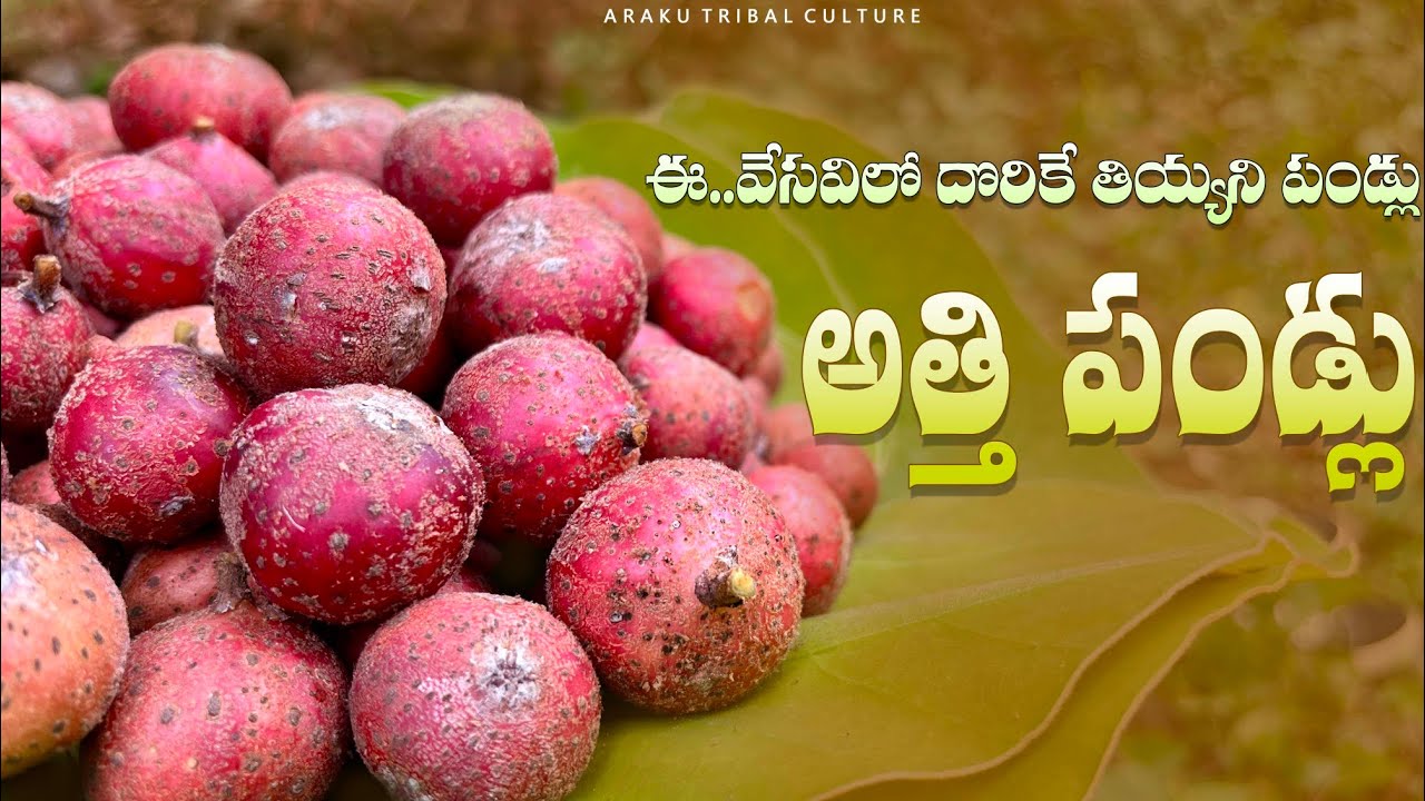 Wild fig fruit : అత్తి పండ్లు🍒 | ఈ వేసవిలో దొరికే తియ్యని పండ్లు | Wild fruits in summer season