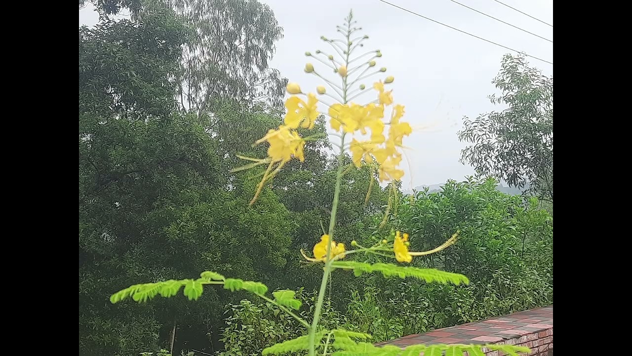 natural view 