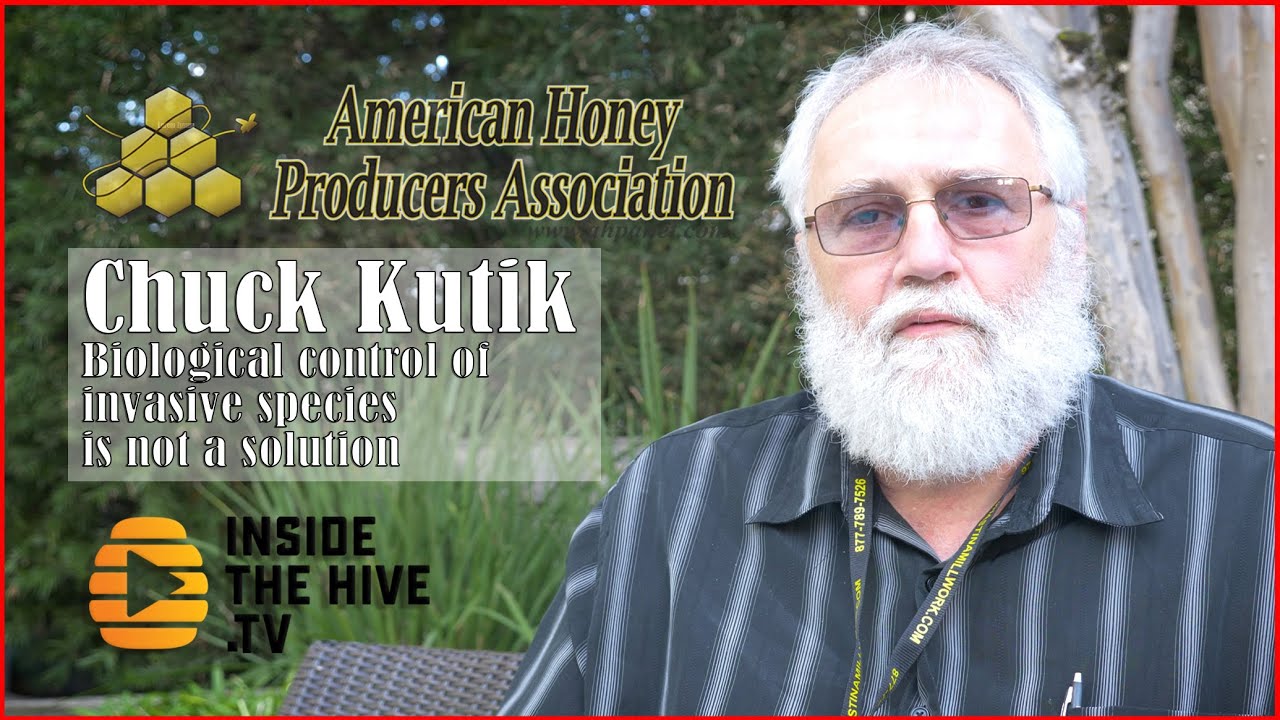 Purple Loosestrife - Biological control - American Honey Producers Association - AHPA