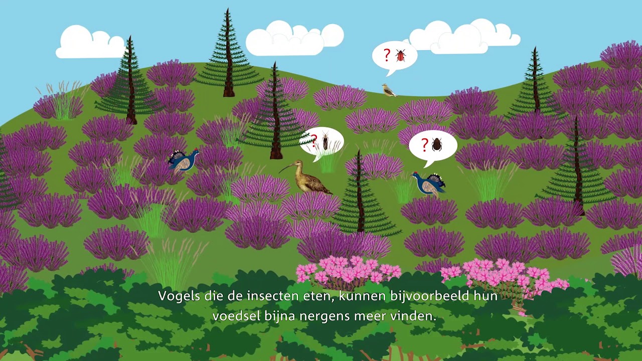 Belang van heide herstel Sallandse Heuvelrug