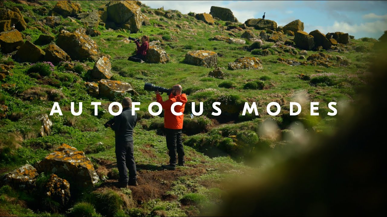Nikon School: Autofocus modes for bird photography