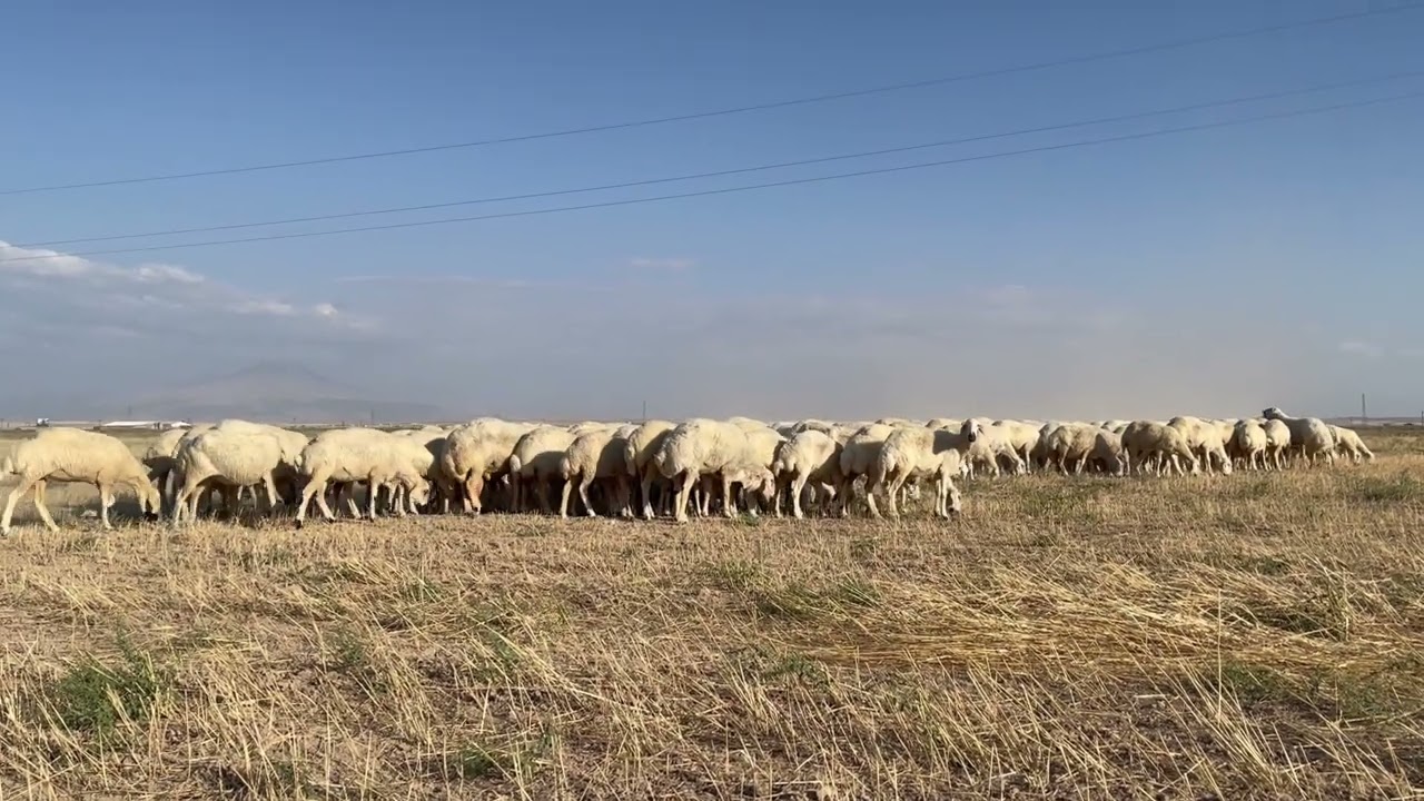 What's happening in the sheep flock? #farm  1