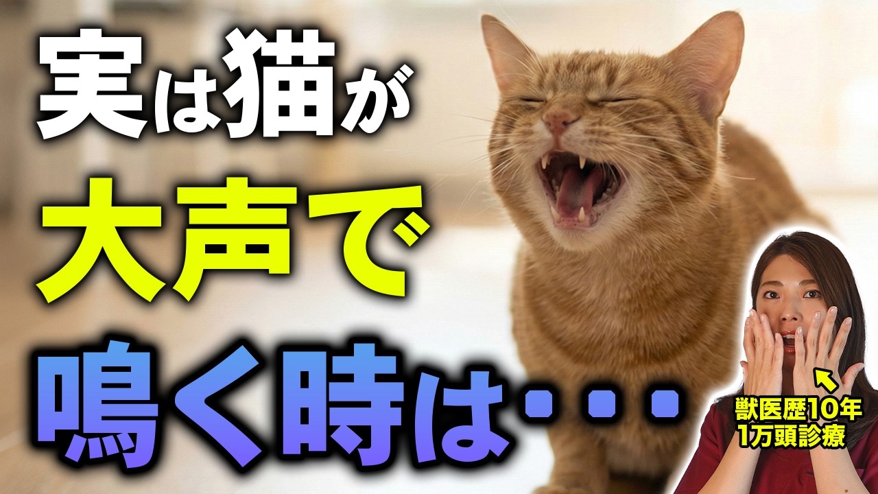 【実は誤解だらけ】猫の鳴き声には意味がある｜鳴き方でわかる本音