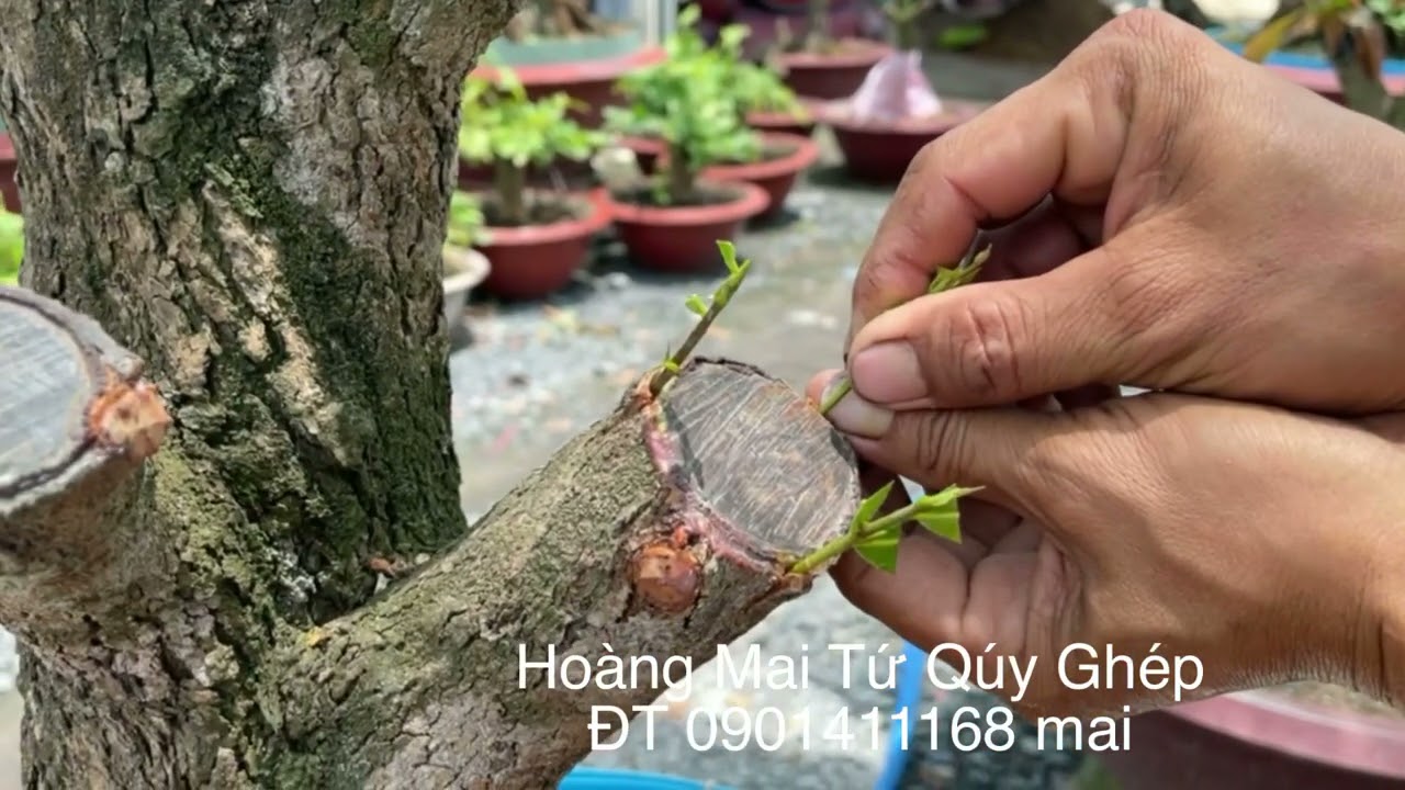 Ghép cúc thọ hương vào cây tứ qúy bon sai lớn 12-3-2021 âm lịch ĐT 0901411168