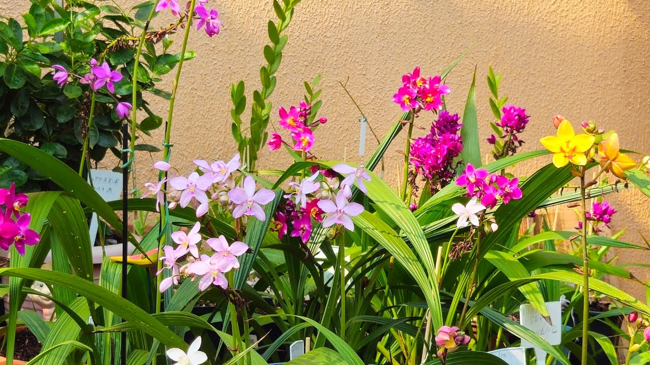 como cultivar orquideas spathoglottis.
