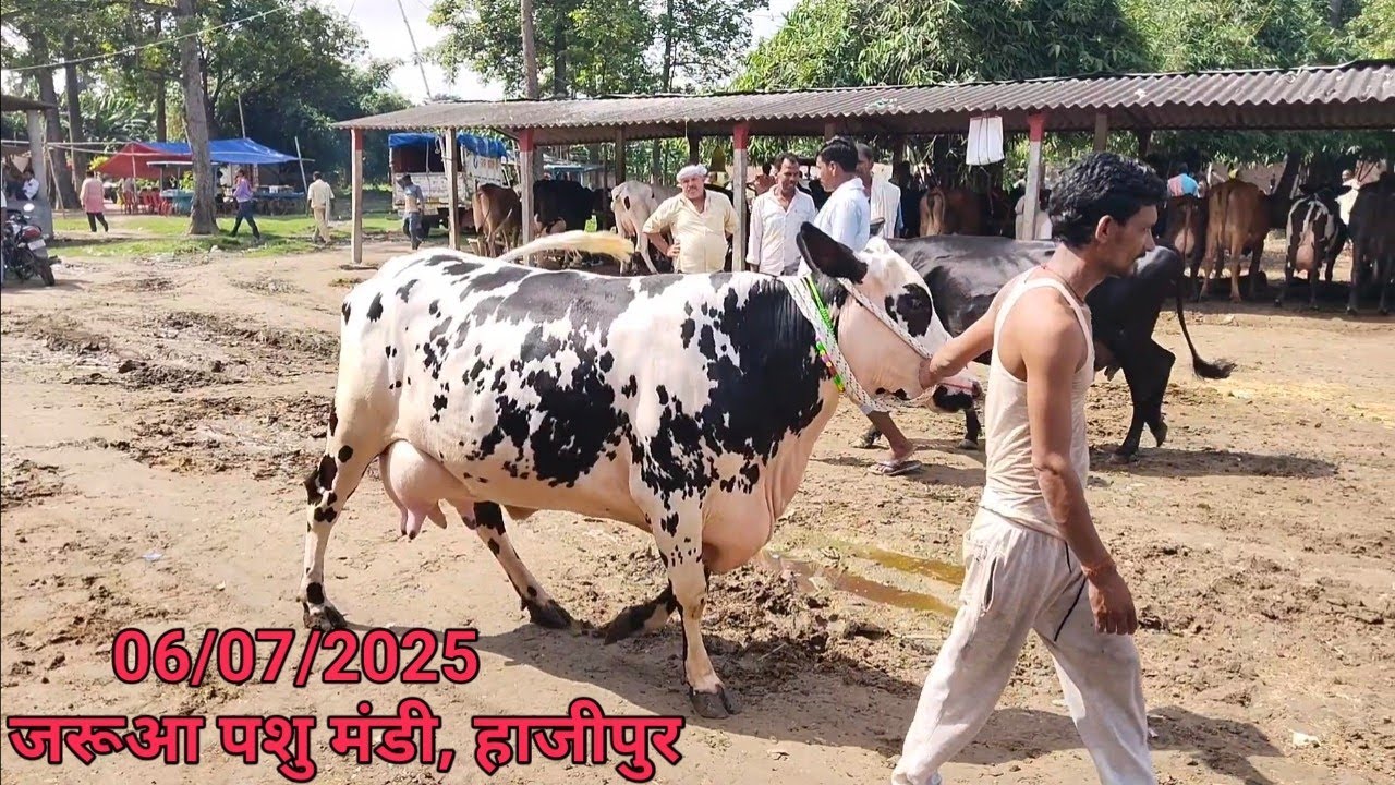 अपने डेरी फार्म के लिए गाय लेना है तो जरूआ पशु मंडी से  खरीदें #cowmarketjarua #cowvideo
