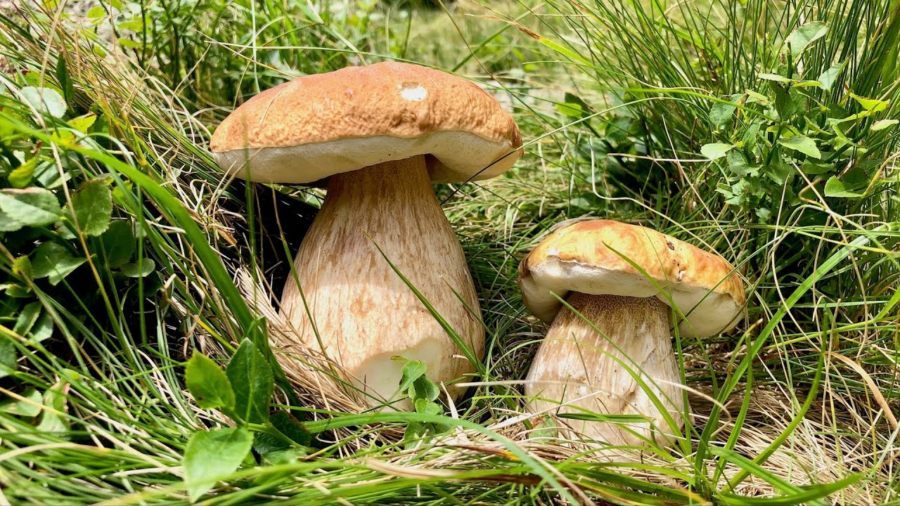 APERTE LE PORTE DEL MUSEO FUNGHI PORCINI 20 AGOSTO 2021