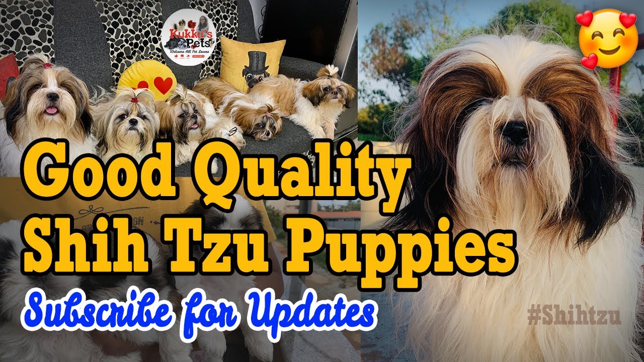 Good Quality Shih tzu puppies | Shih tzu puppies in bangalore #shihtzu #puppy #dogs #nearme