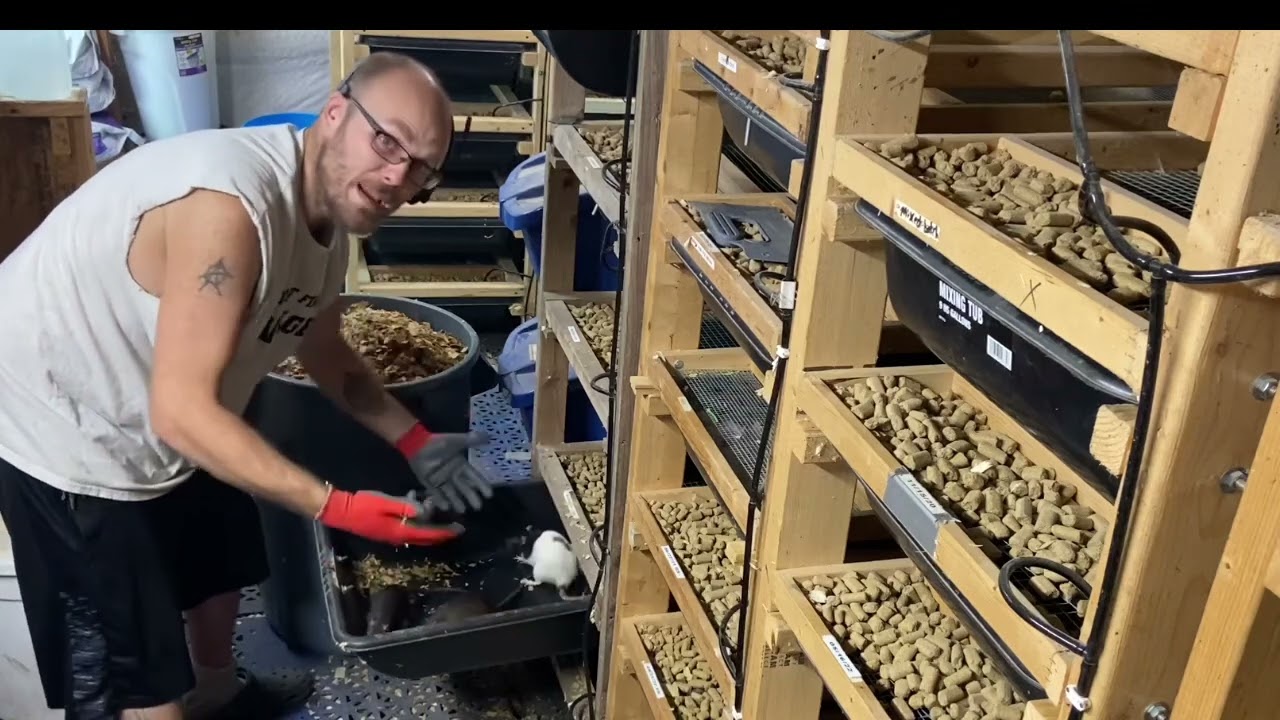 Cleaning Rat cages