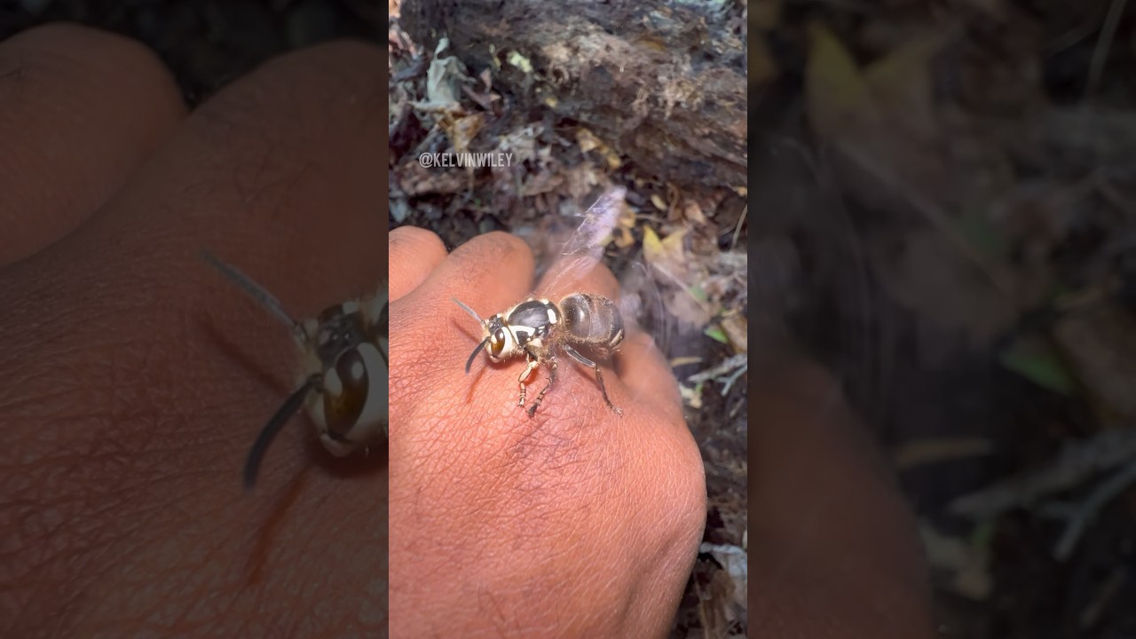 Bald-Faced Hornet interaction! #wasp#insects#bug#spiders#tarantula#entomology#arthropods#fyp