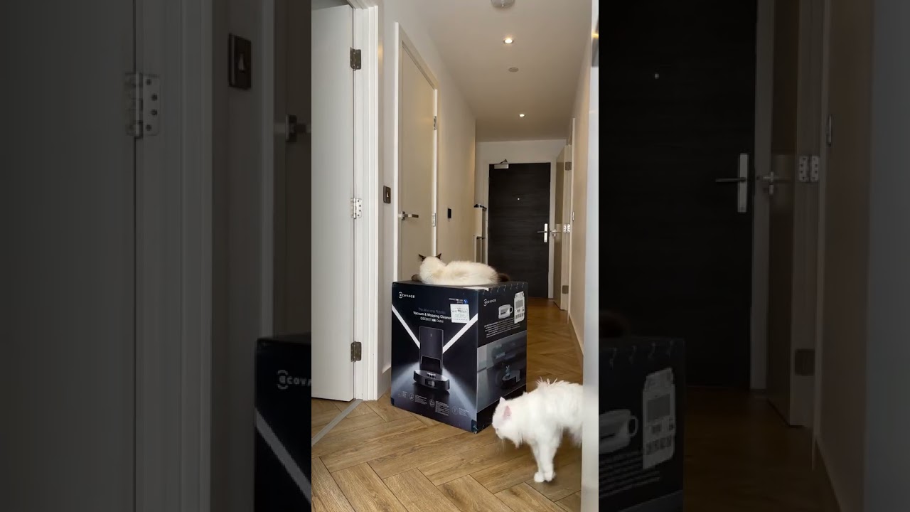 Video Kucing Lucu 941