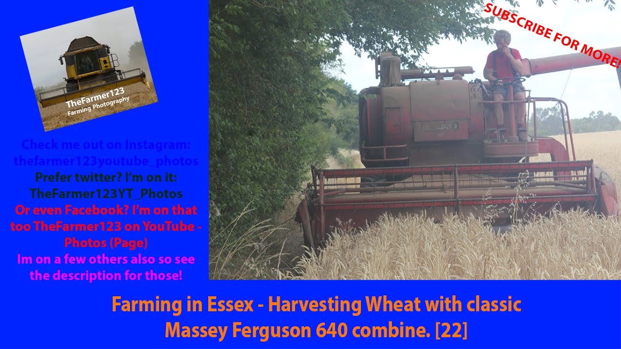 Farming in Essex - Harvesting Wheat with classic Massey Ferguson 640 combine. [22]