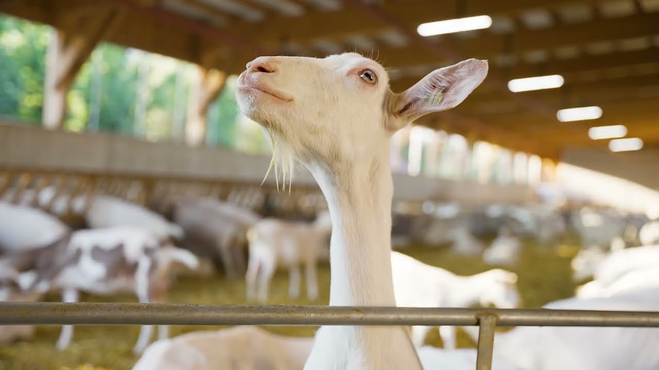Dairymaster MobiGoat - Karer
