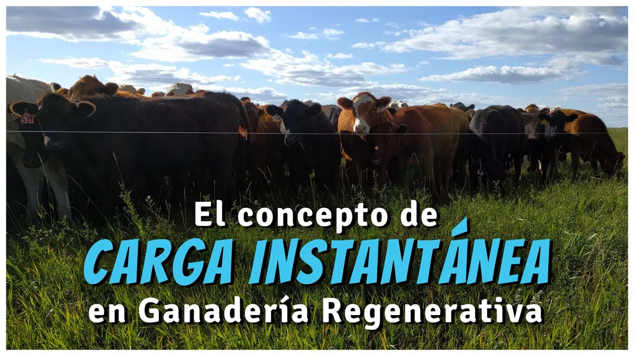 ¿Qué es y cómo trabajar la carga instantánea en ganadería regenerativa? | PARTNER CEG - INNOBOVINO