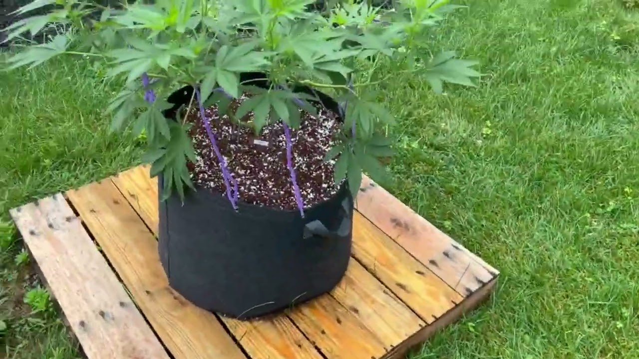 Outdoor Grow 2023 - Pt. 9 (Veg continues and rainfall galore!)